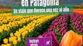TULIPANES
