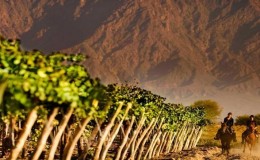 Cafayate