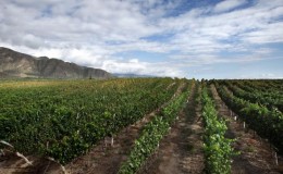 Cafayate