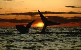 Puerto Madryn