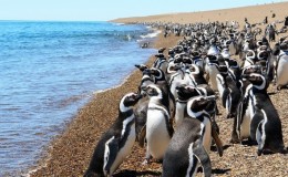 Puerto Madryn
