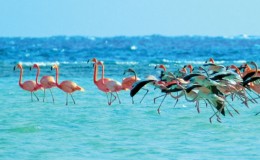 Inagua