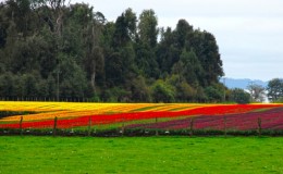 Osorno